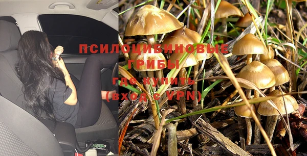 сатива Алзамай